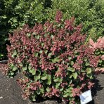 Hortenzia metlinatá (Hydrangea paniculata) ´LIVING INFINITY´® by LIVING CREATIONS® - výška 40-60 cm, kont. C2L - 150 dní kvitnutia!